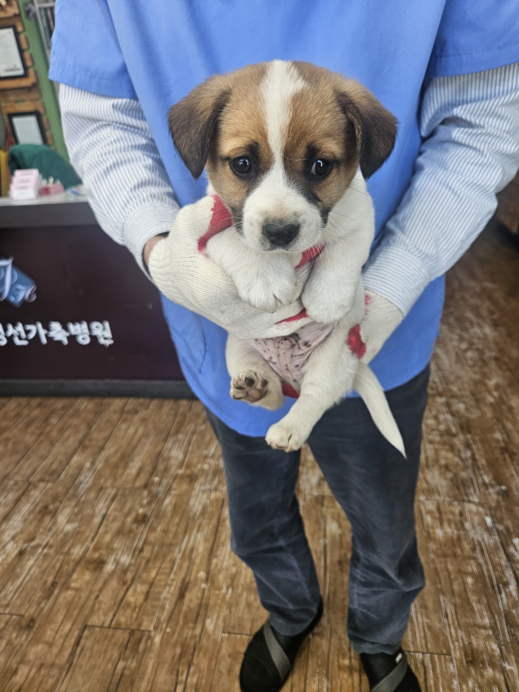 믹스견 이미지 파일 입니다.