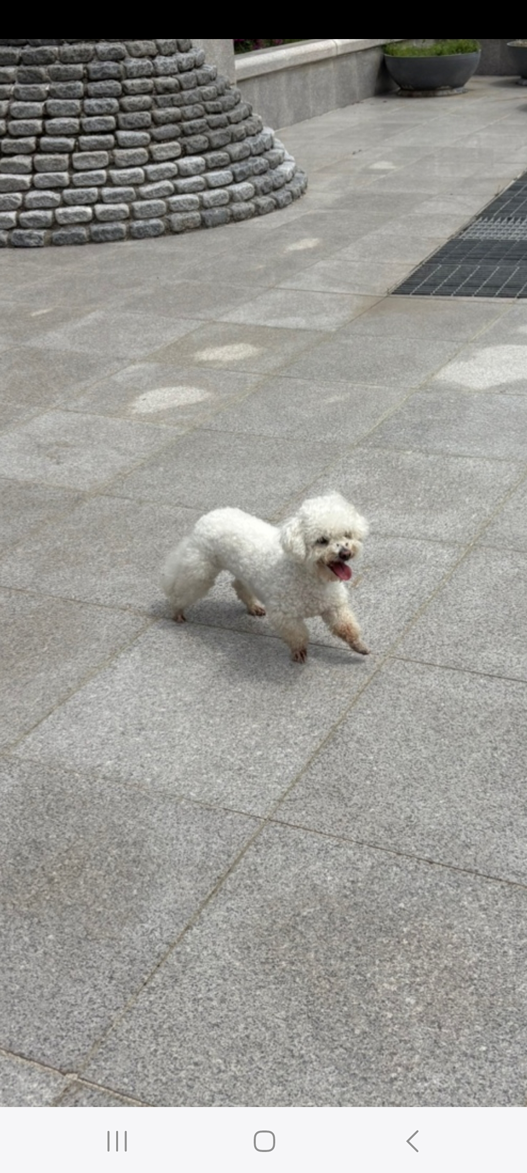 비숑 프리제 이미지 파일 입니다.