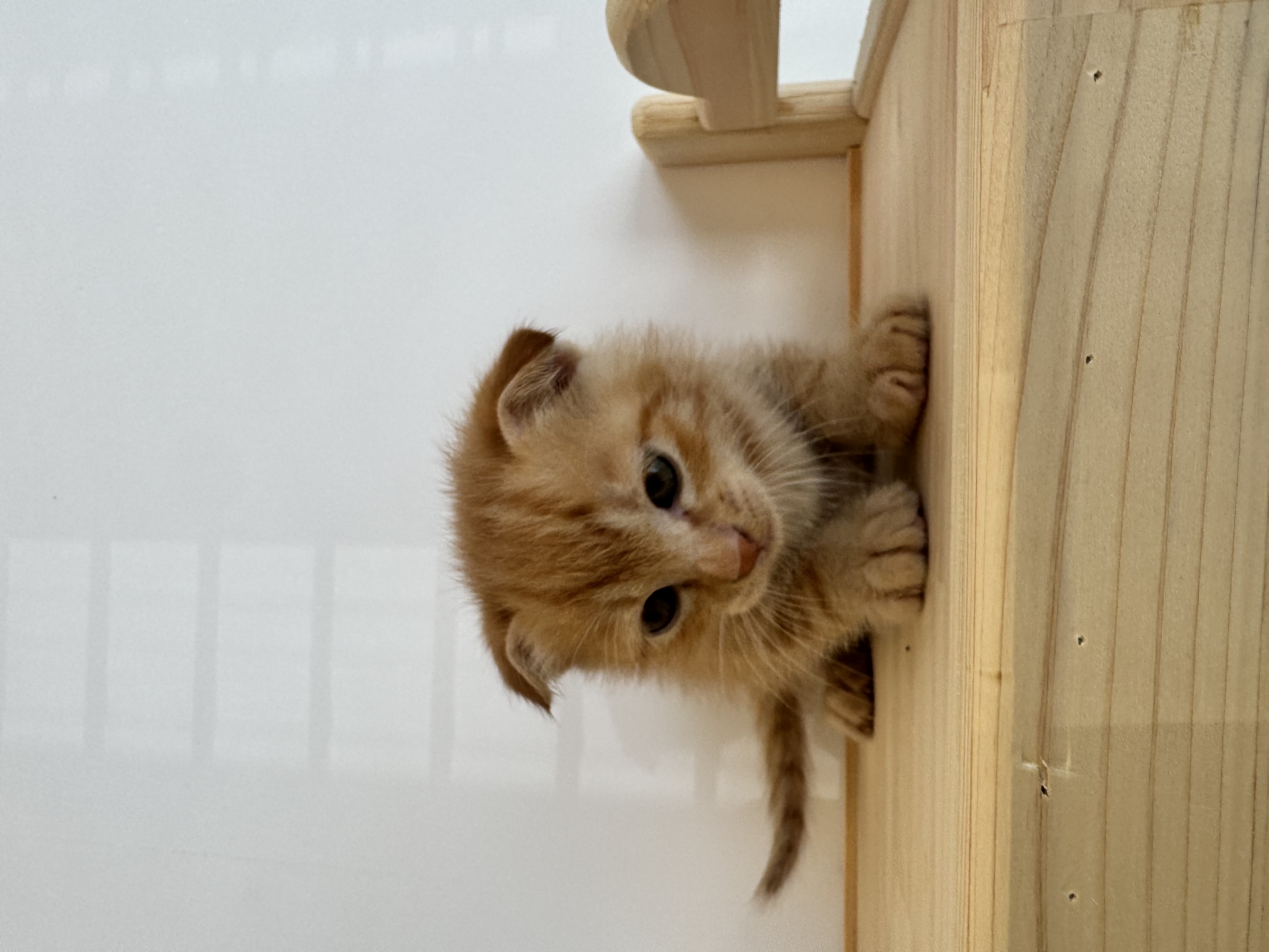 한국 고양이 이미지 파일 입니다.