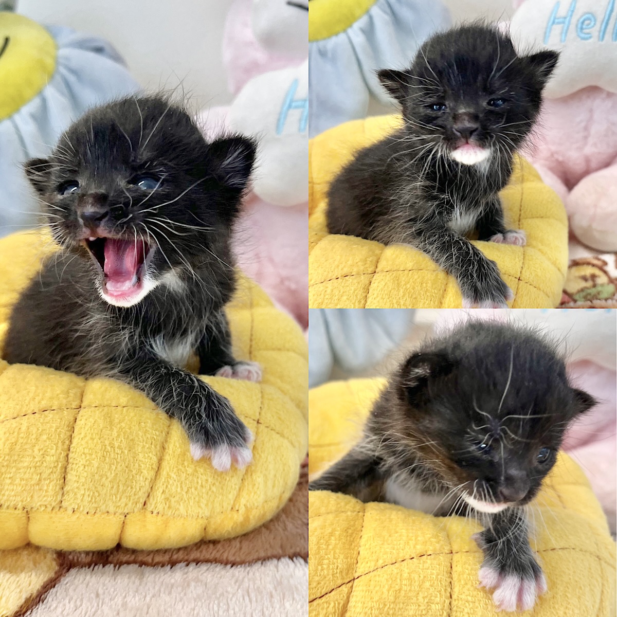 한국 고양이 이미지 파일 입니다.