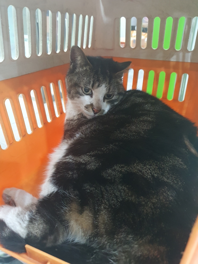 한국 고양이 이미지 파일 입니다.