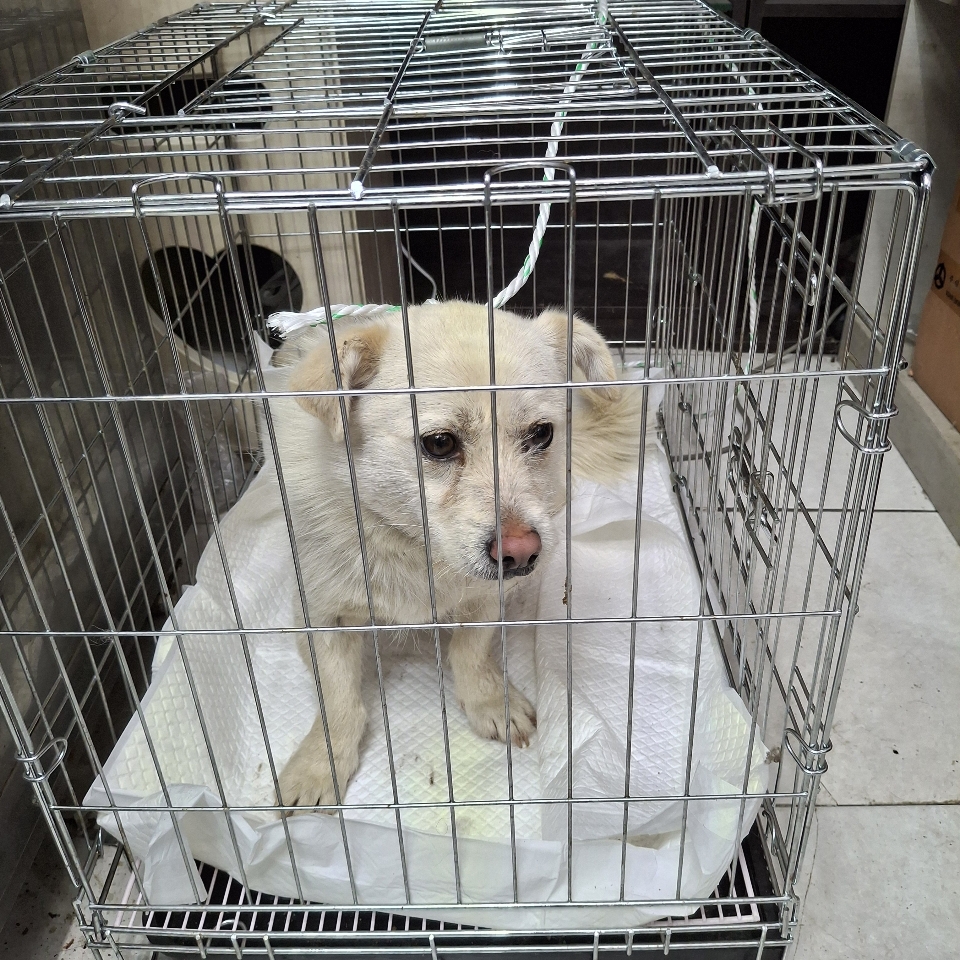 믹스견 이미지 파일 입니다.