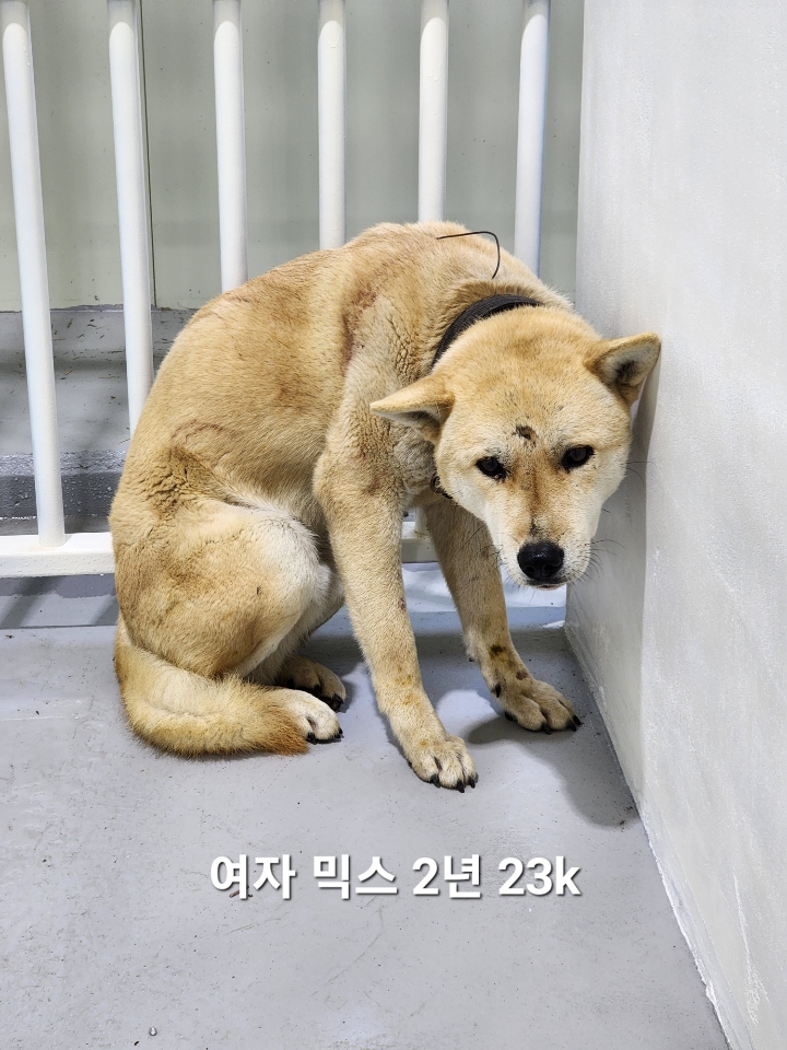 믹스견 이미지 파일 입니다.