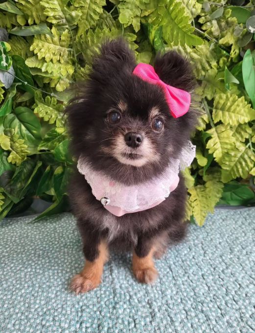 포메라니안 이미지 파일 입니다.