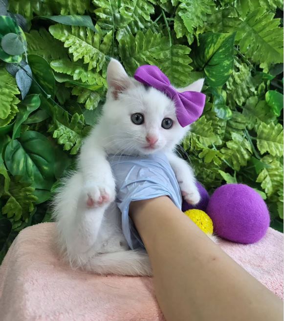 믹스묘 이미지 파일 입니다.