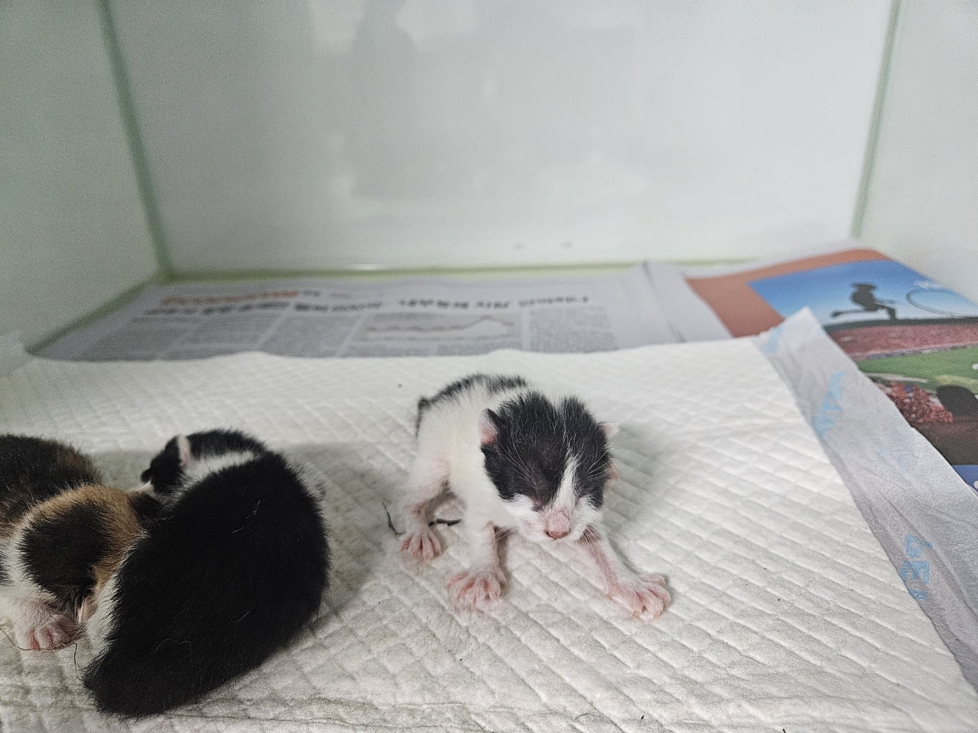 한국 고양이 이미지 파일 입니다.
