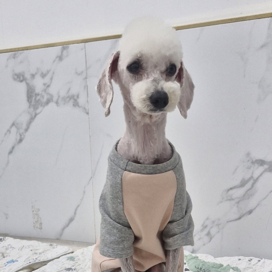 푸들 이미지 파일 입니다.