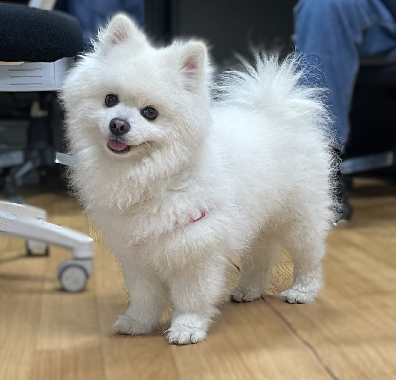 포메라니안 이미지 파일 입니다.