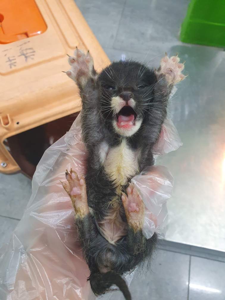 한국 고양이 이미지 파일 입니다.