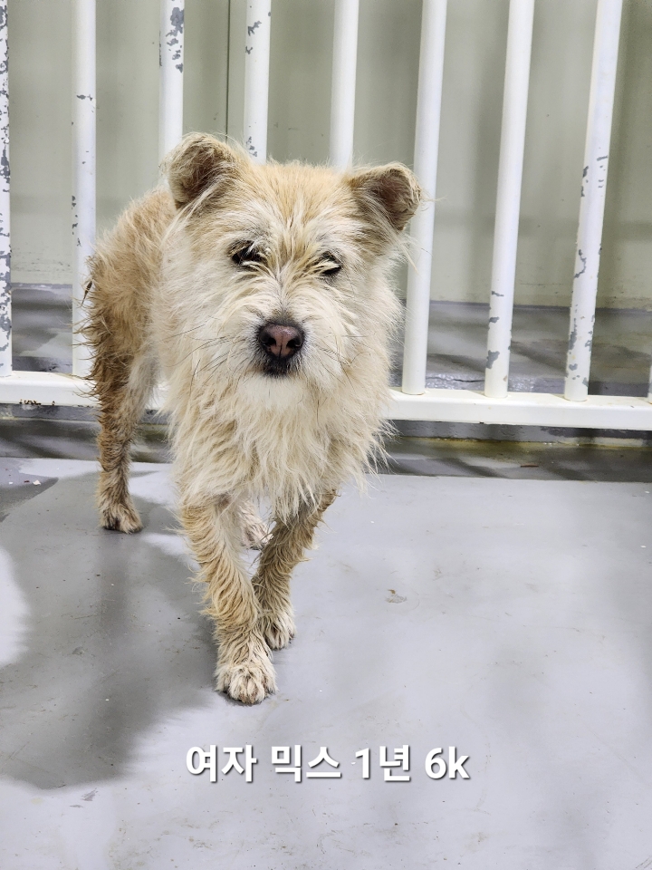 믹스견 이미지 파일 입니다.