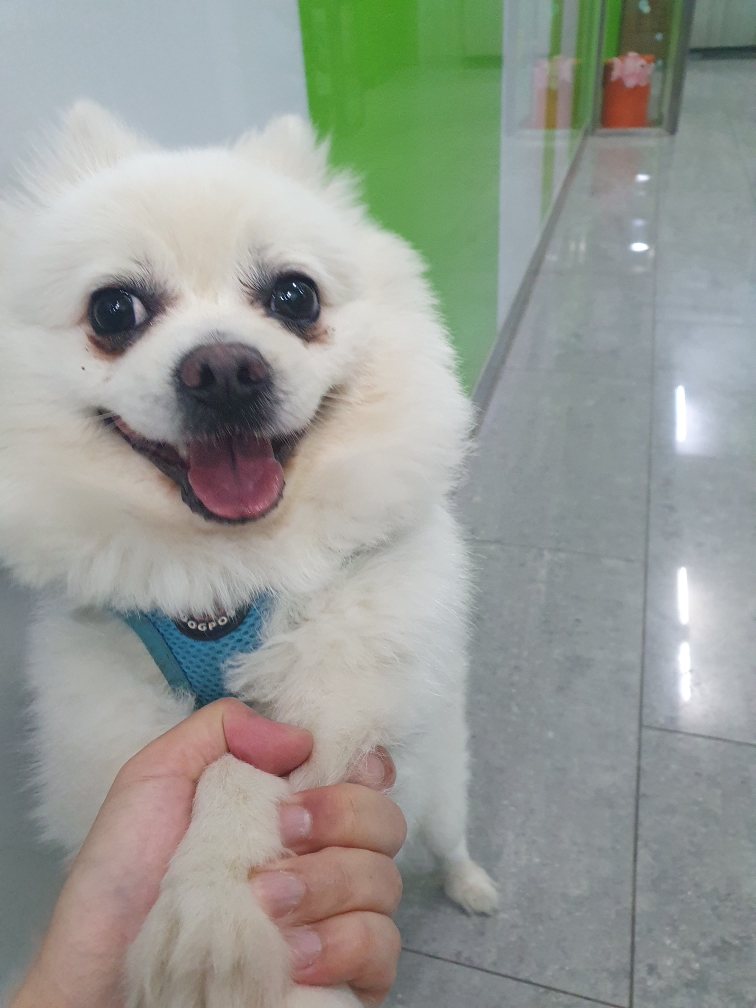포메라니안 이미지 파일 입니다.