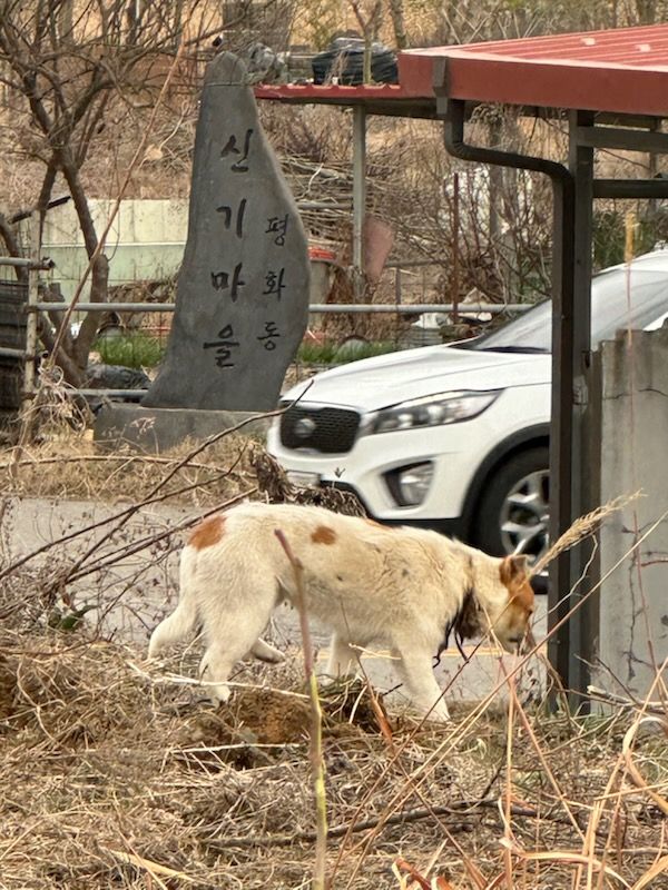 믹스견 이미지 파일 입니다.