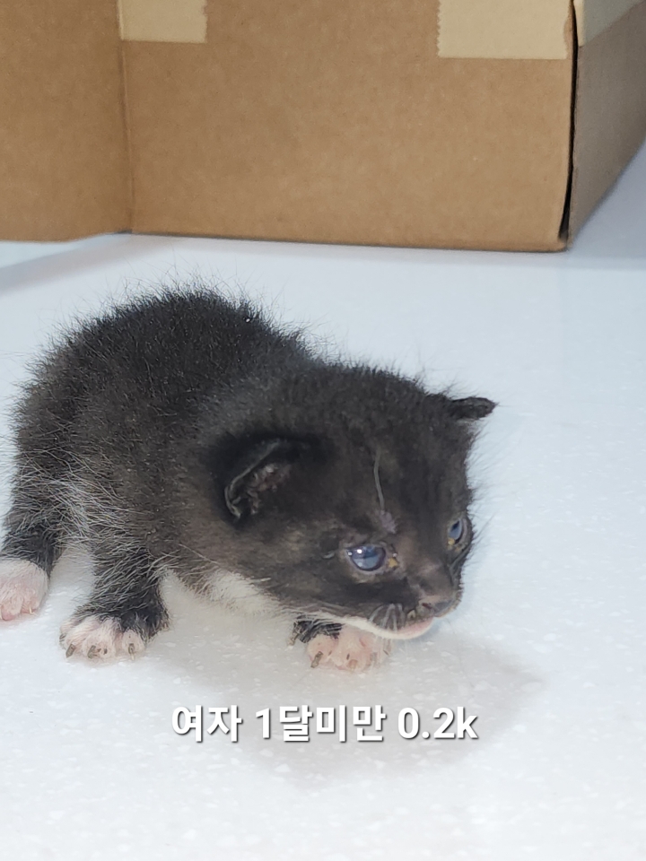 한국 고양이 이미지 파일 입니다.