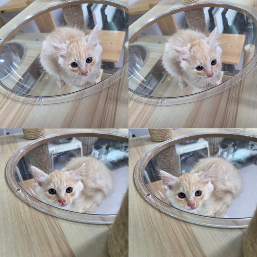 믹스묘 이미지 파일 입니다.
