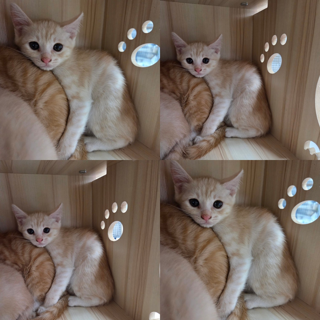 믹스묘 이미지 파일 입니다.