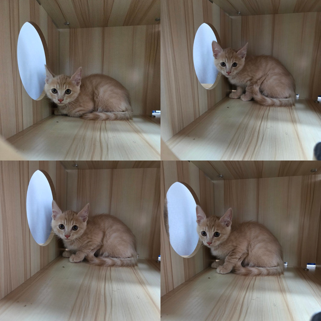 믹스묘 이미지 파일 입니다.
