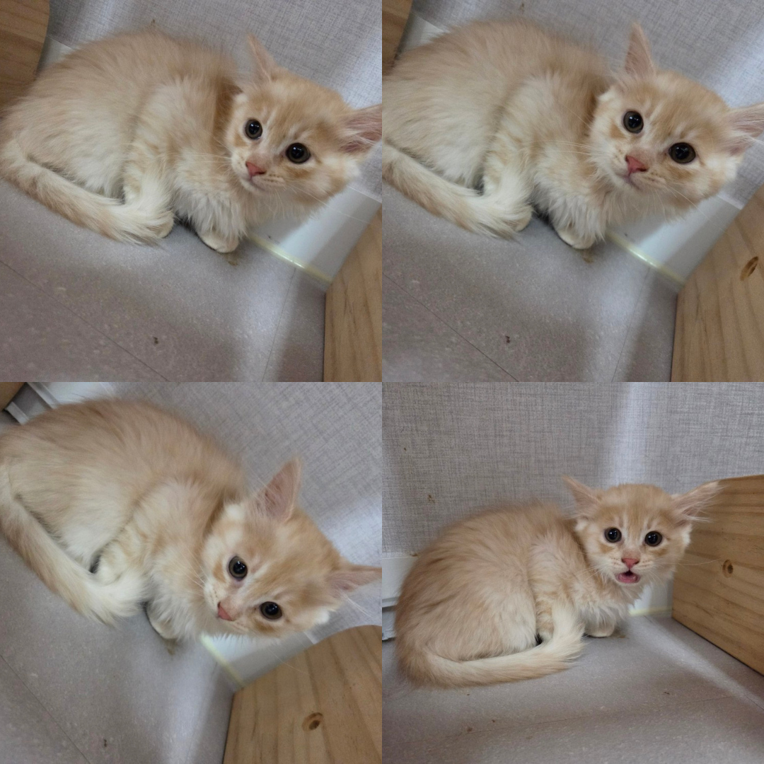 믹스묘 이미지 파일 입니다.