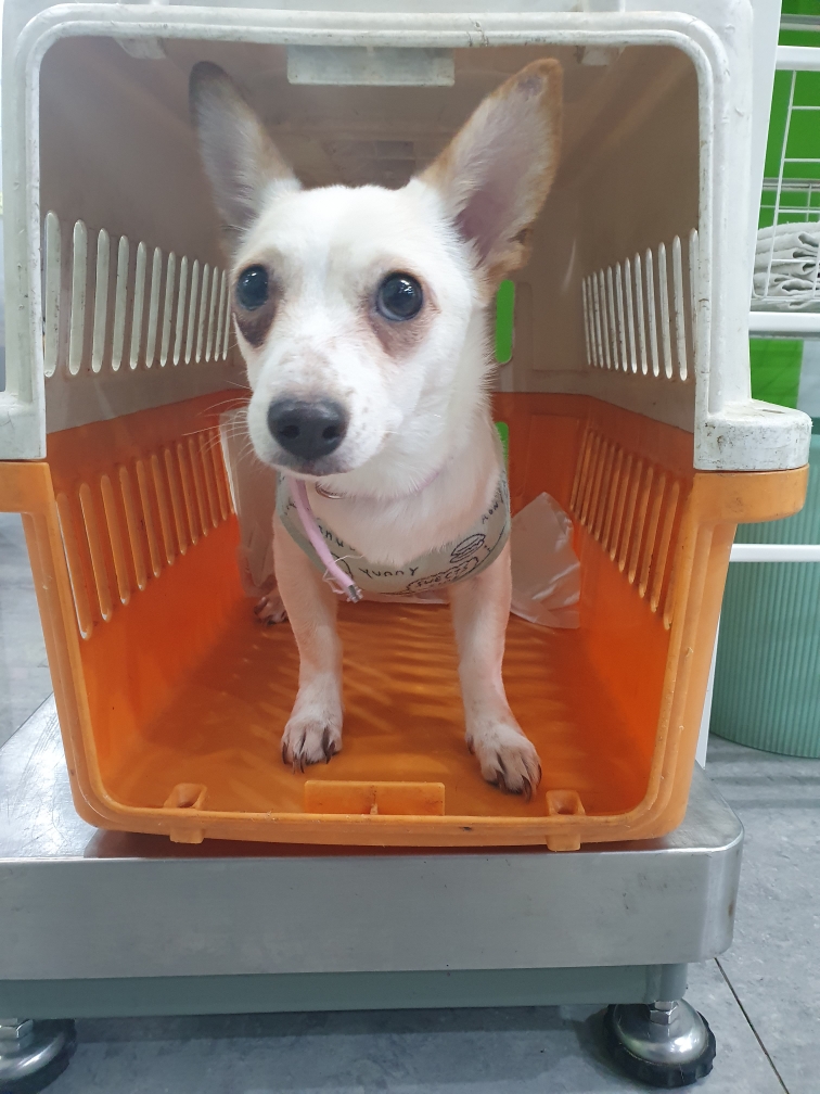 믹스견 이미지 파일 입니다.