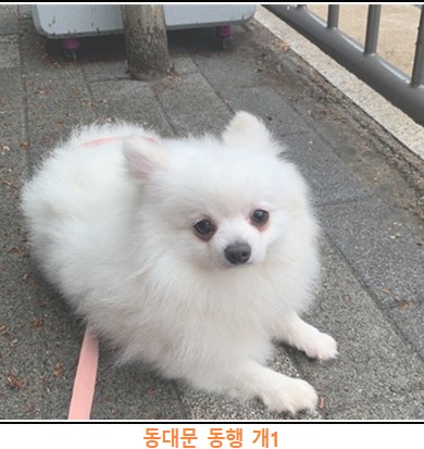 포메라니안 이미지 파일 입니다.