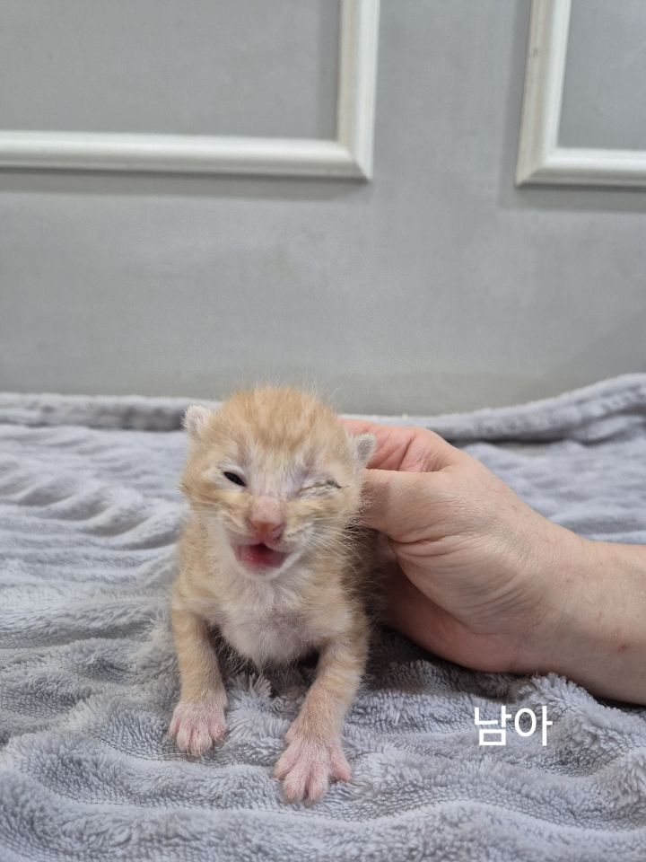 한국 고양이 이미지 파일 입니다.