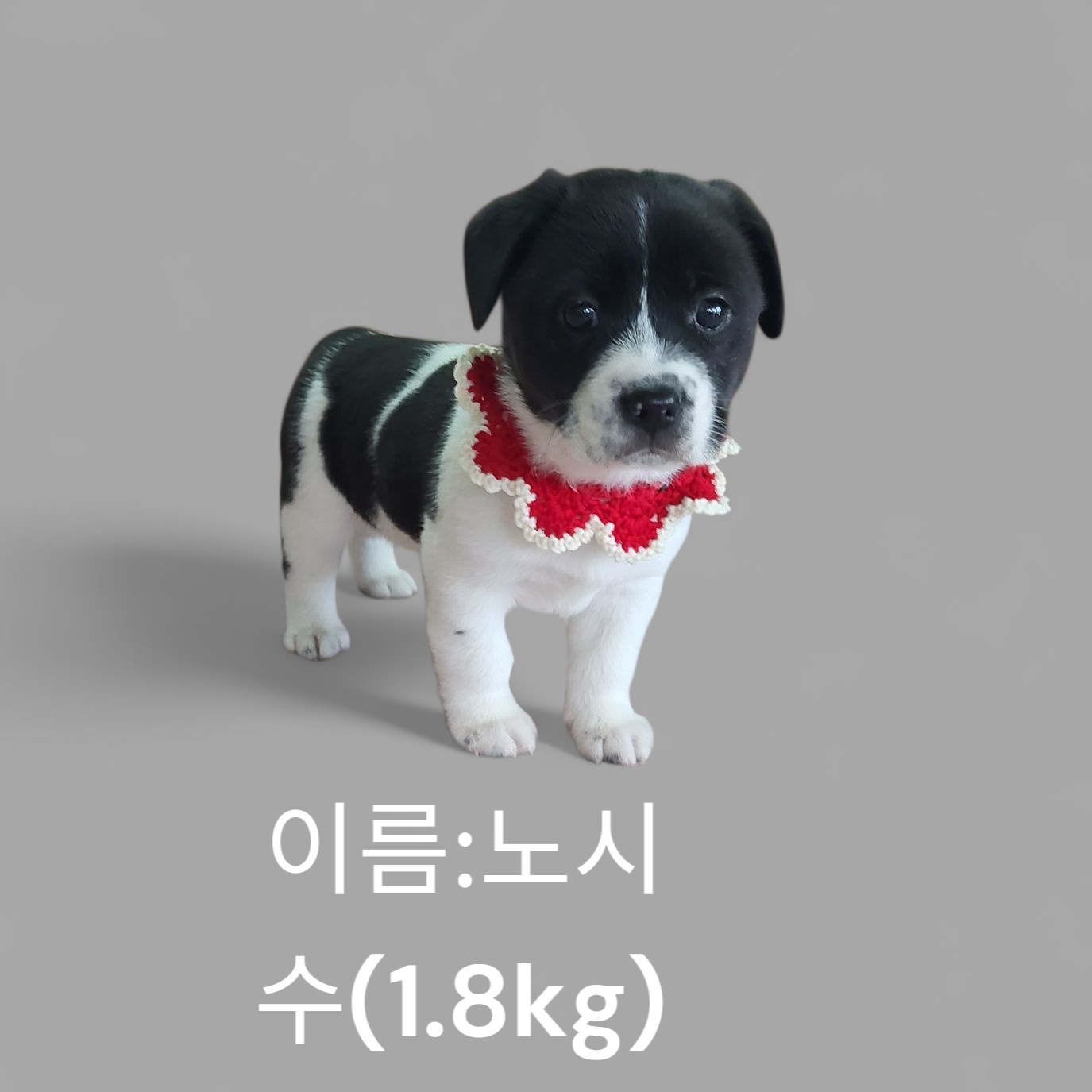 보더콜리믹스견인듯 이미지 파일 입니다.