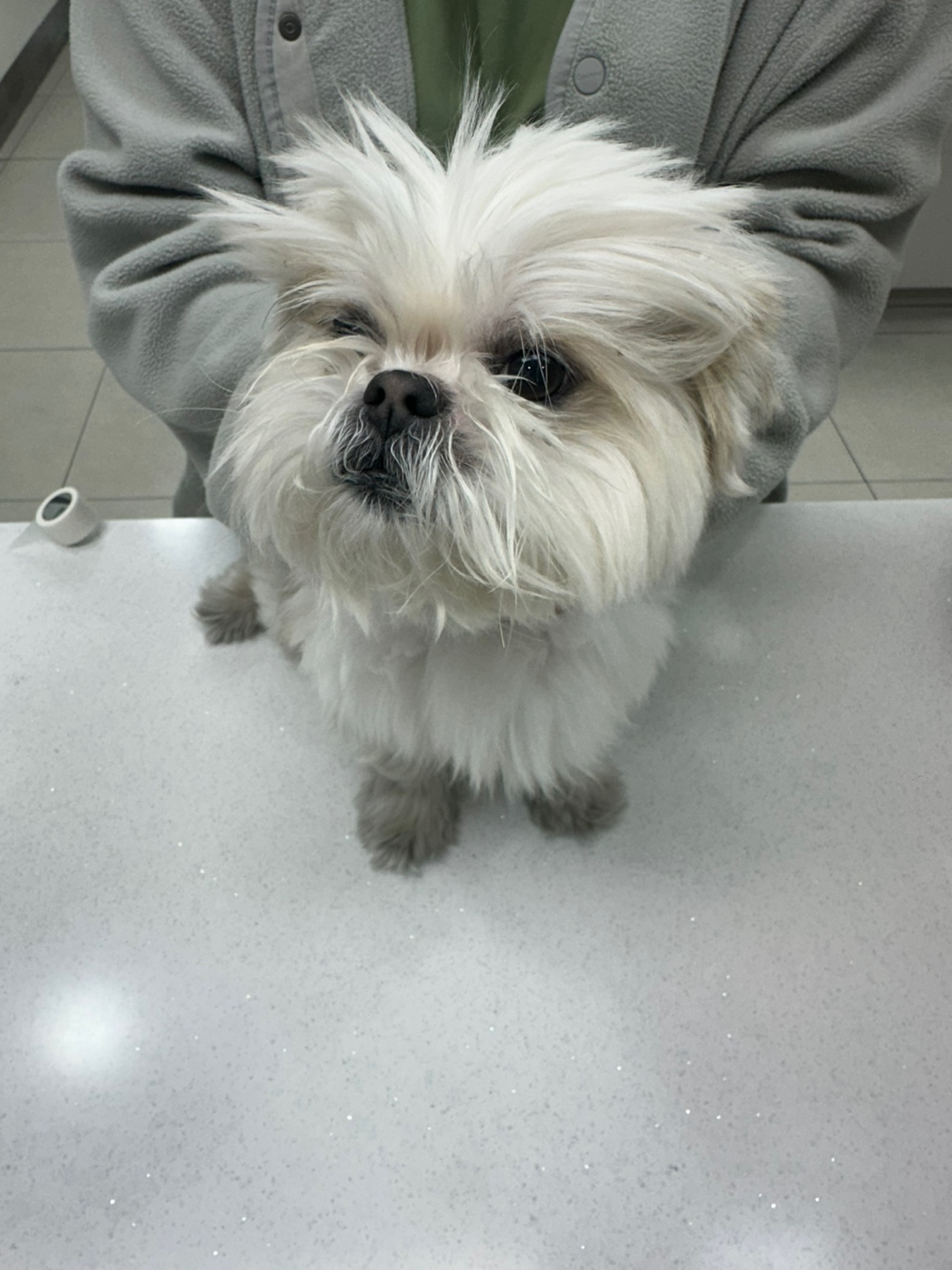 시츄 이미지 파일 입니다.