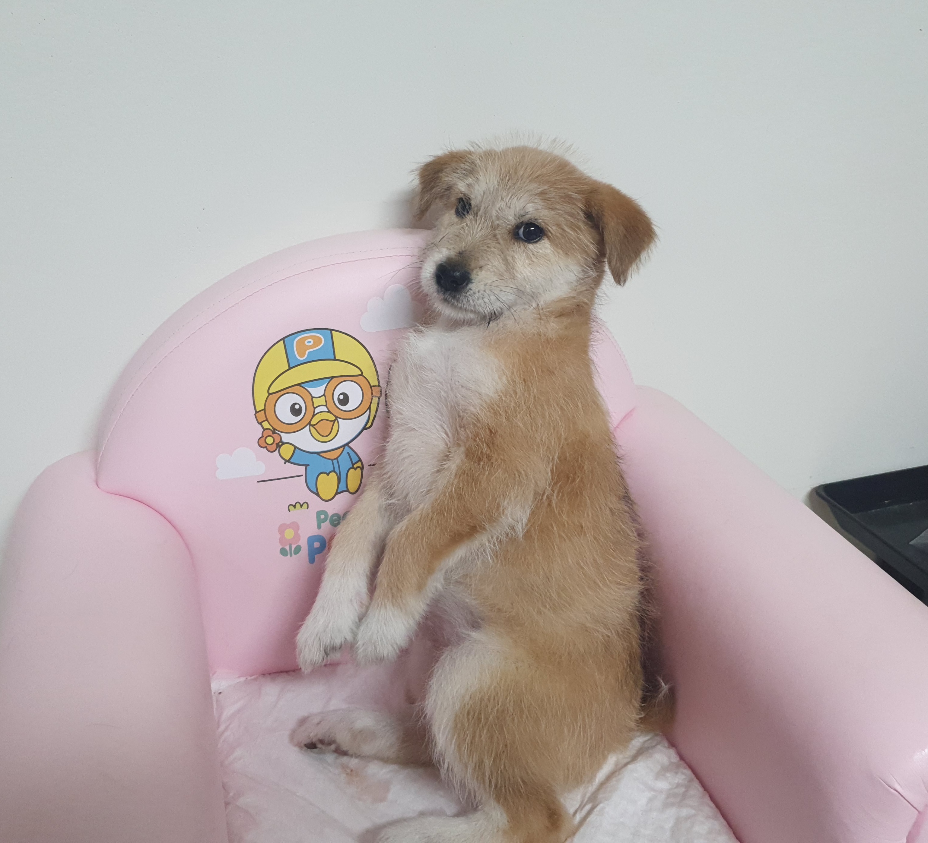 믹스견 이미지 파일 입니다.