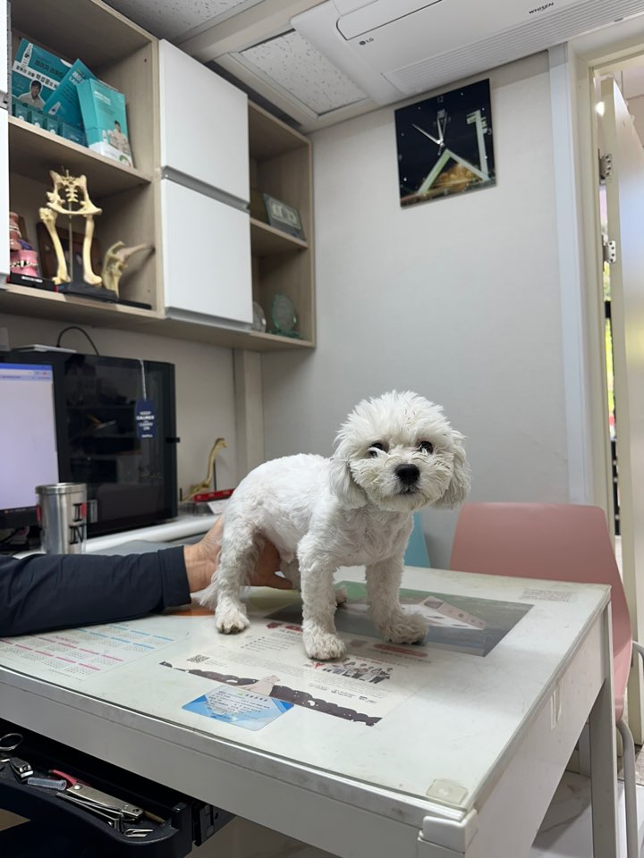 비숑 프리제 이미지 파일 입니다.