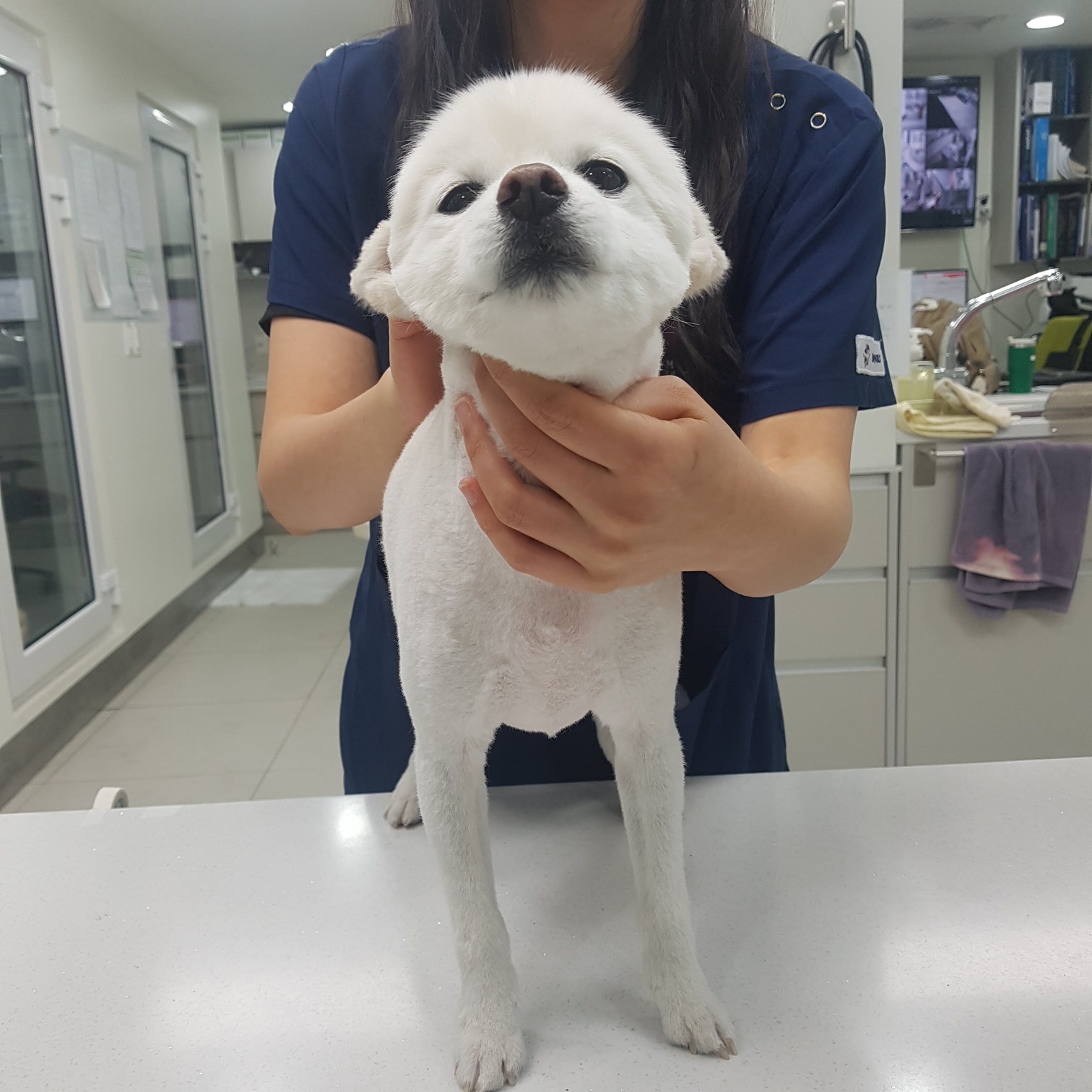 믹스견 이미지 파일 입니다.