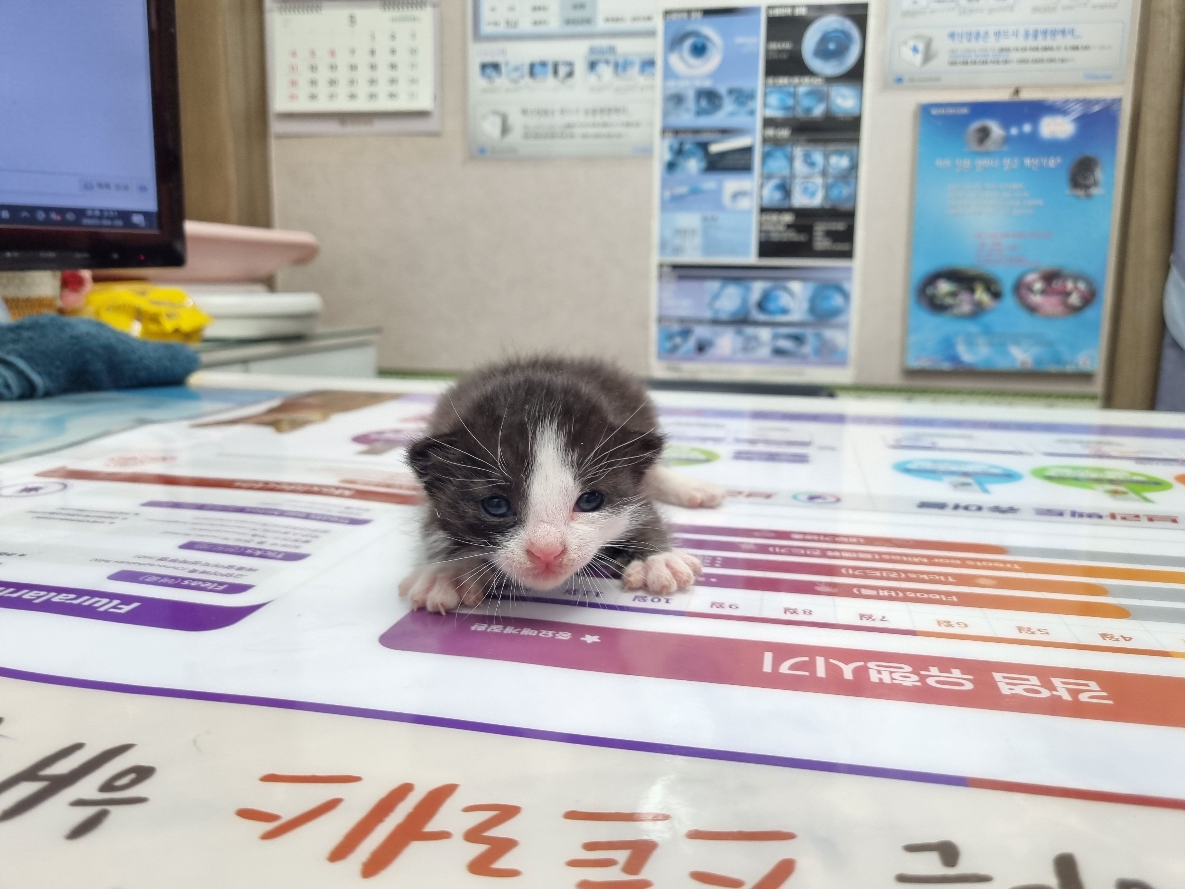 한국 고양이 이미지 파일 입니다.