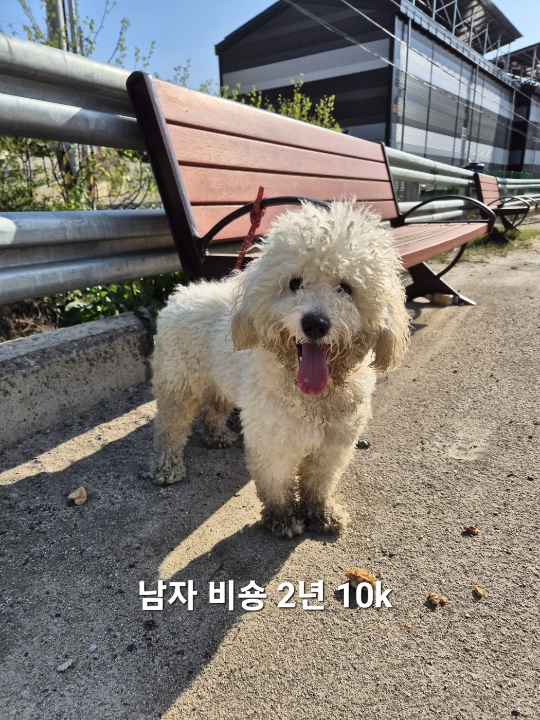 비숑 프리제 이미지 파일 입니다.