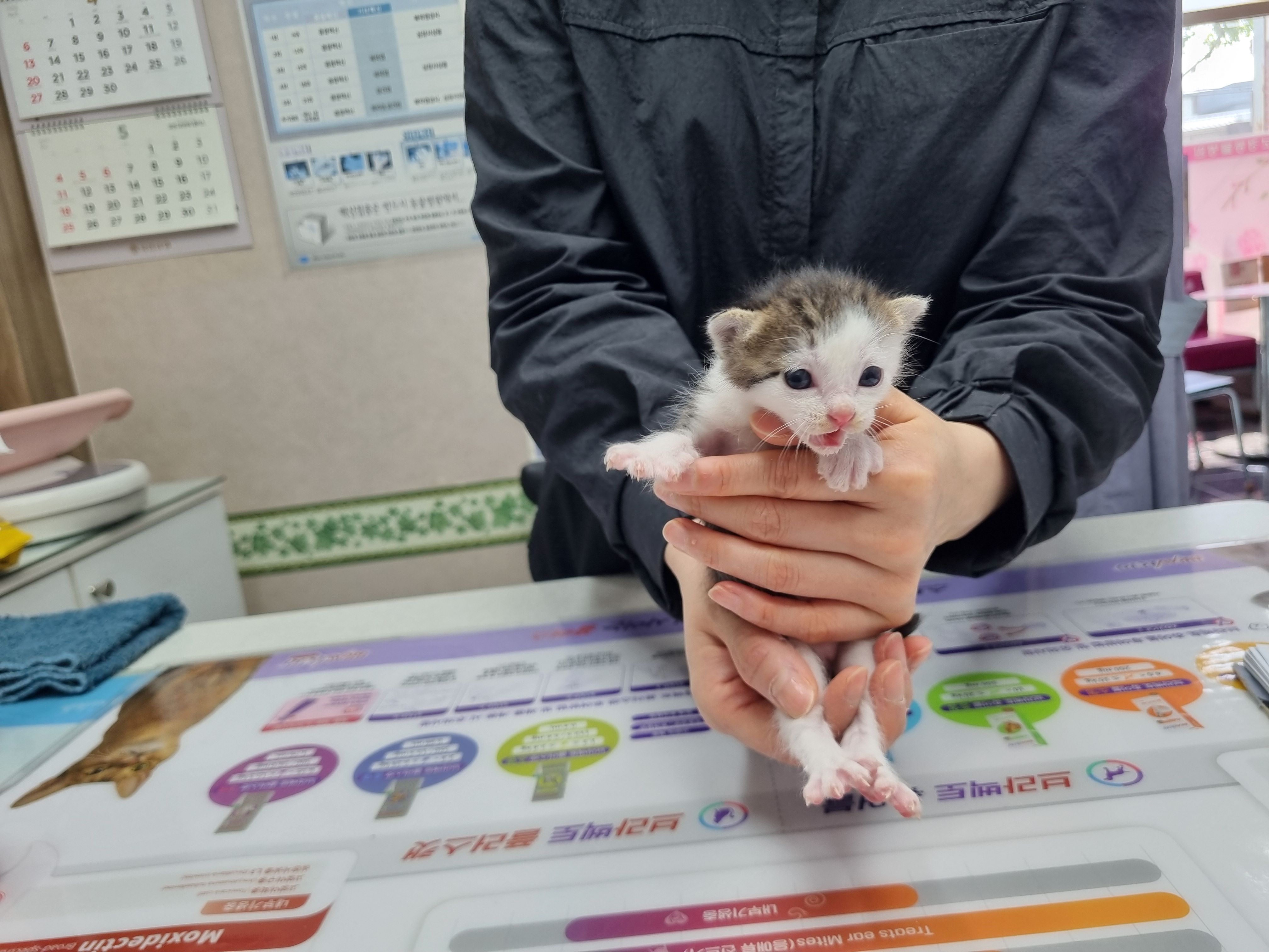 한국 고양이 이미지 파일 입니다.