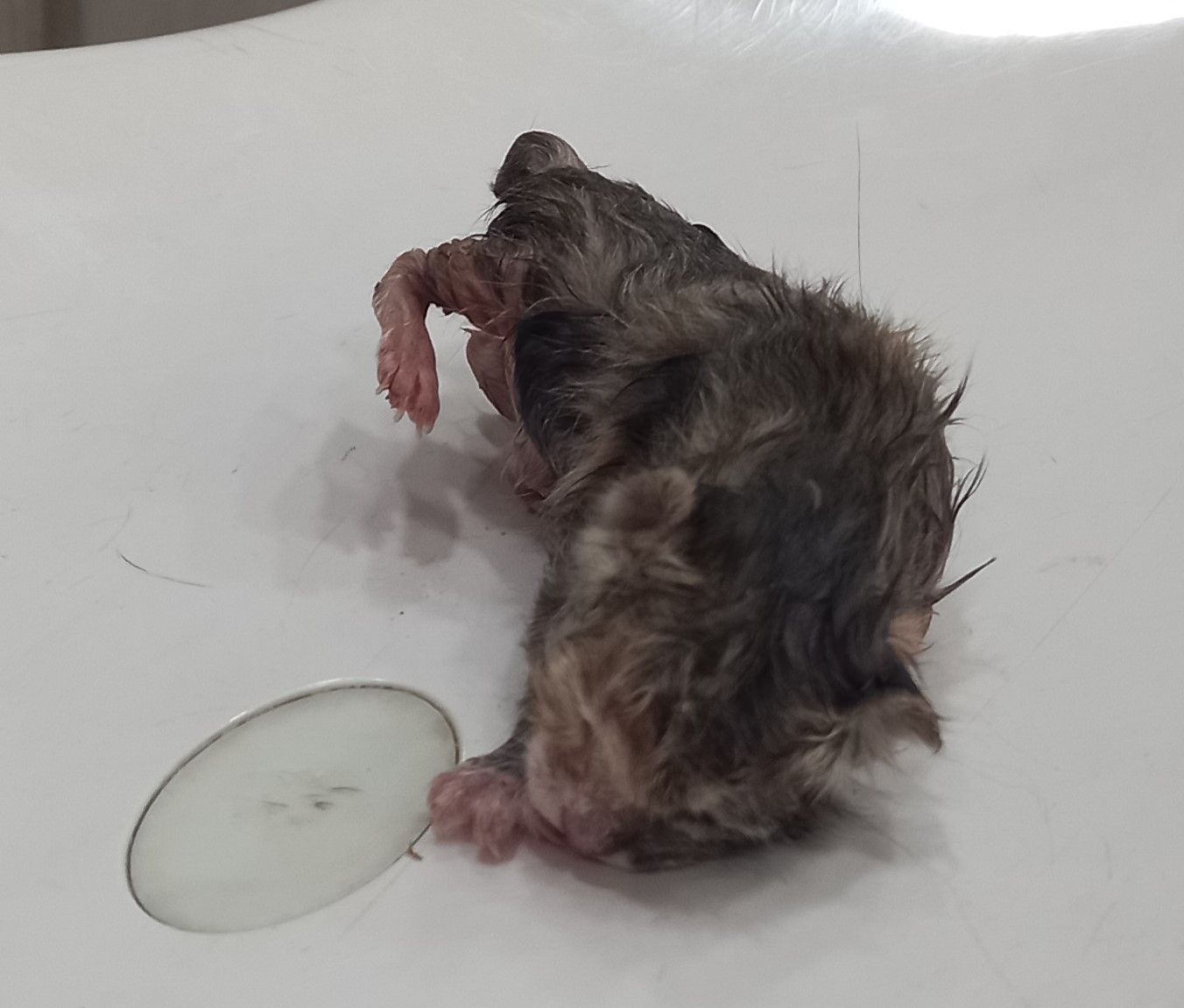 한국 고양이 이미지 파일 입니다.