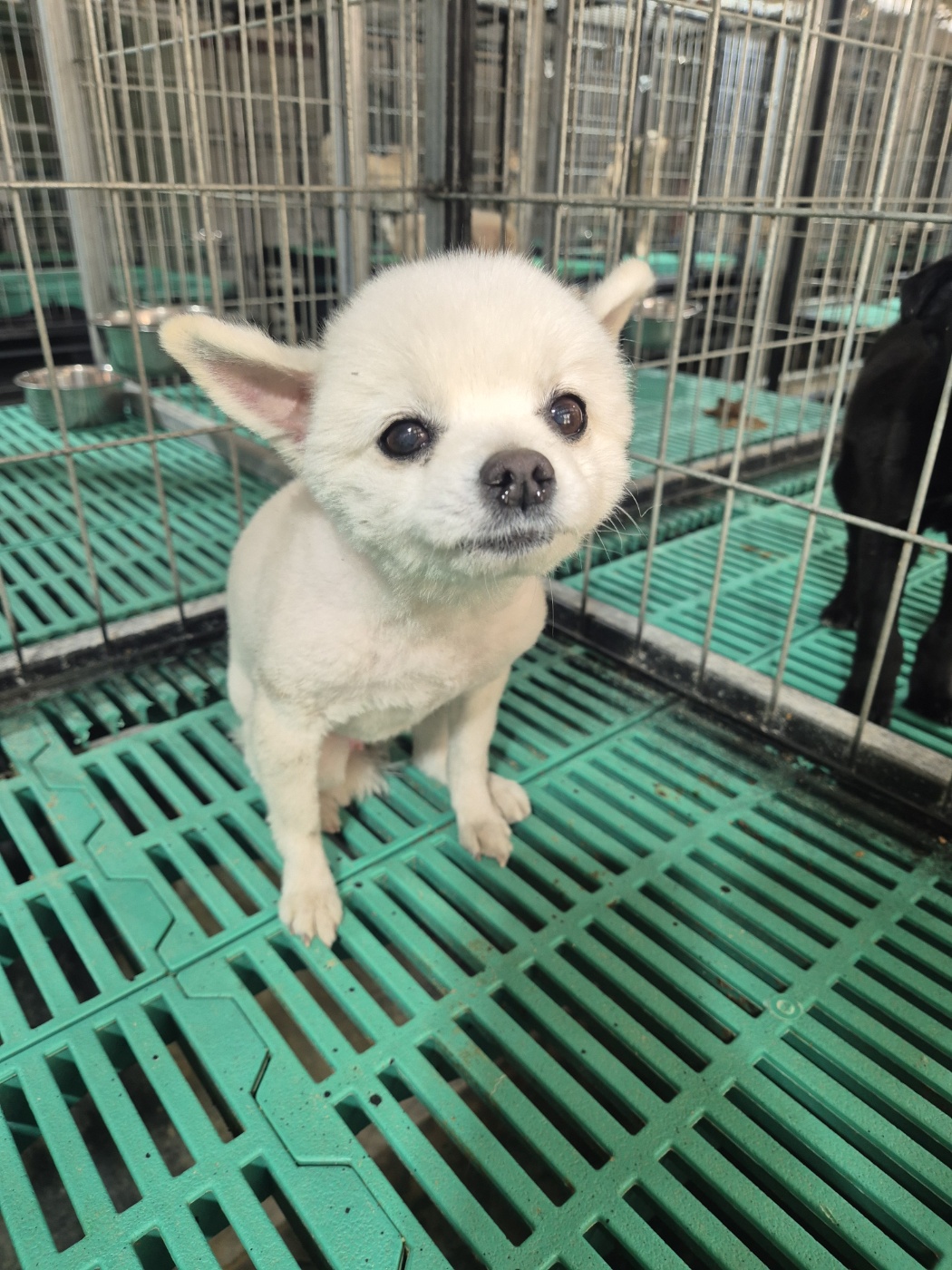 포메라니안 이미지 파일 입니다.