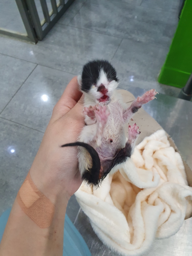 한국 고양이 이미지 파일 입니다.