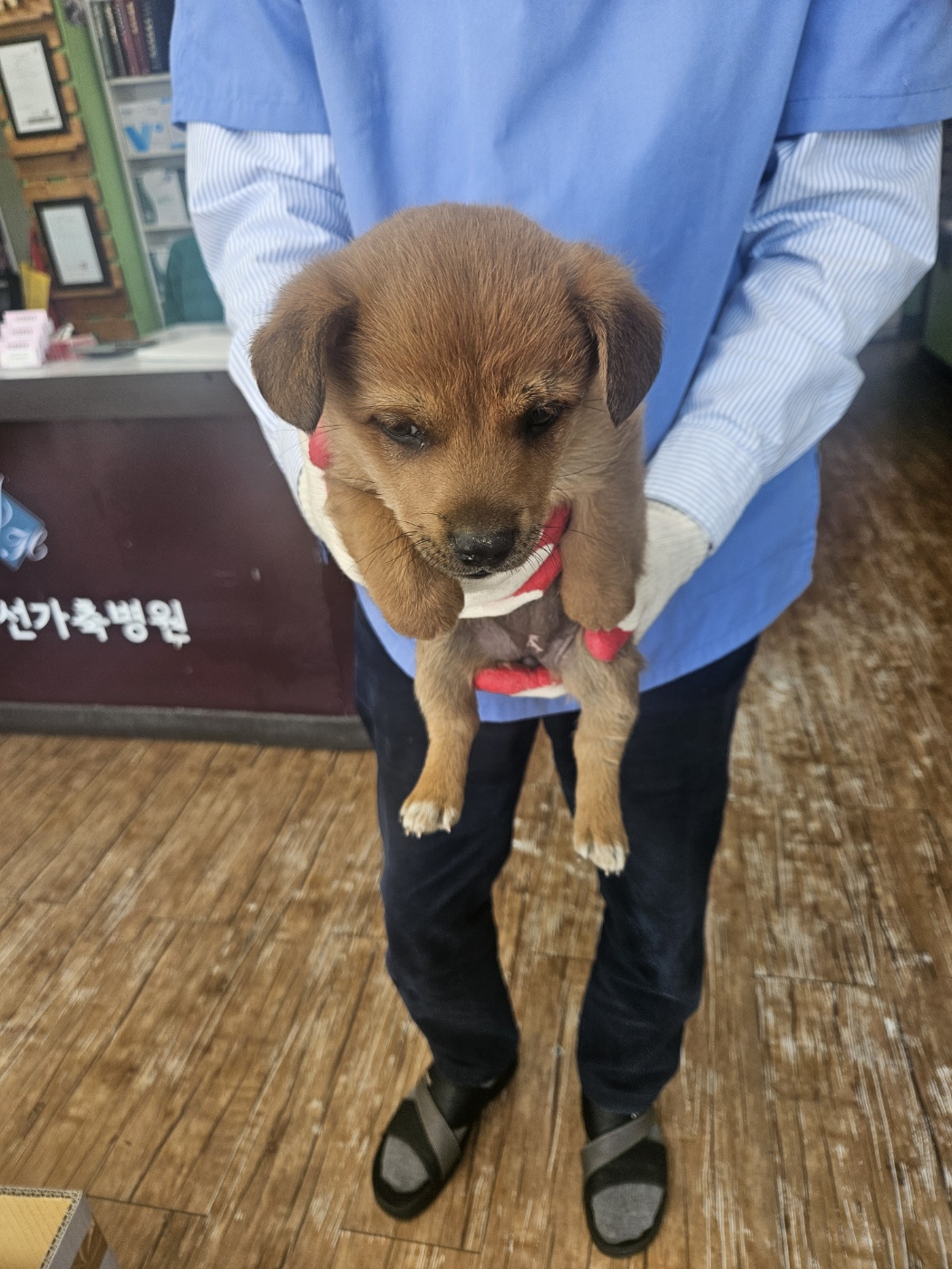 믹스견 이미지 파일 입니다.