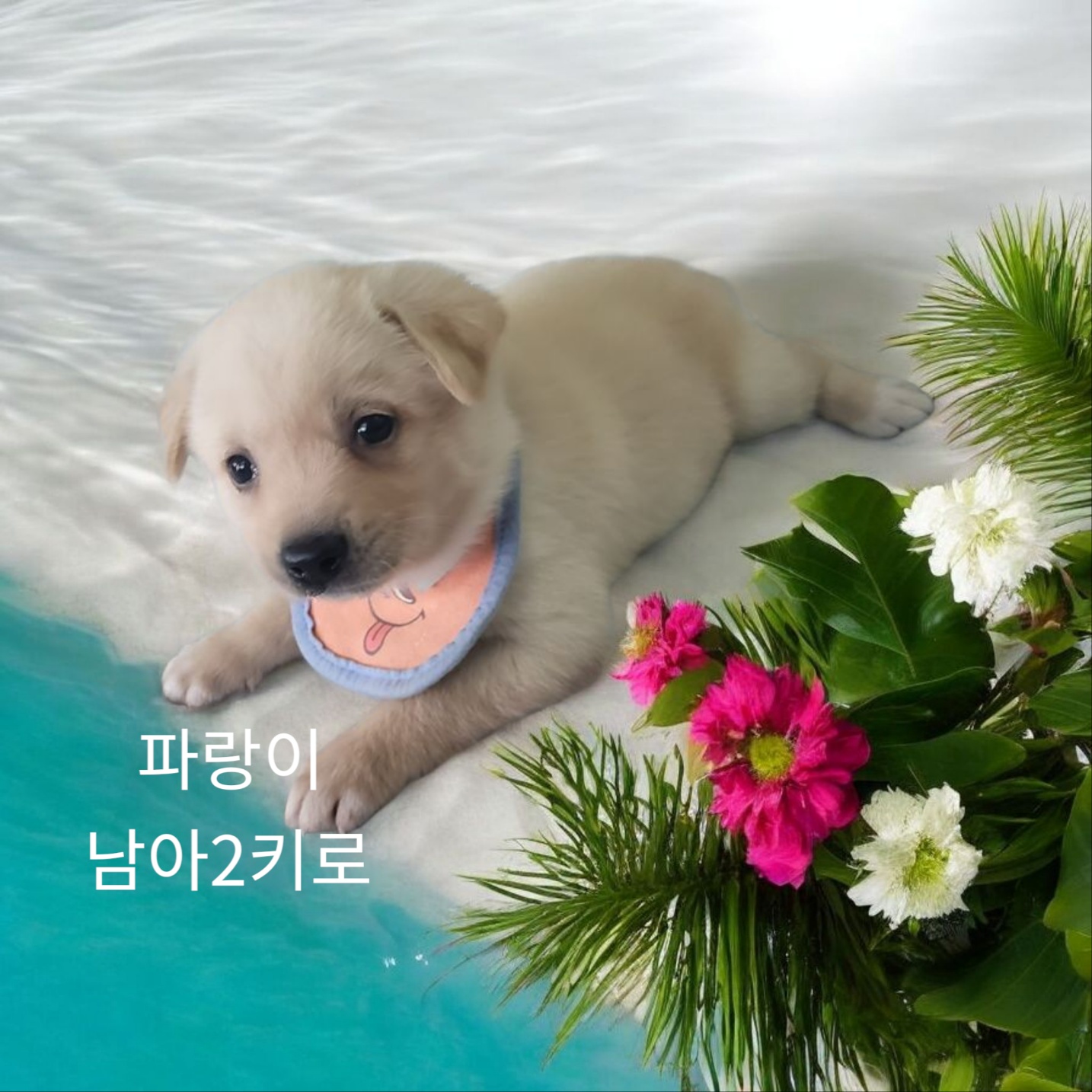 믹스견 이미지 파일 입니다.