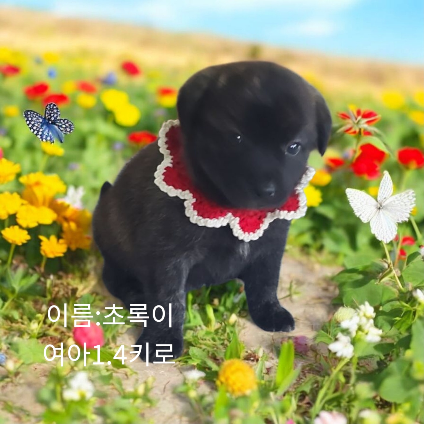 믹스견 이미지 파일 입니다.