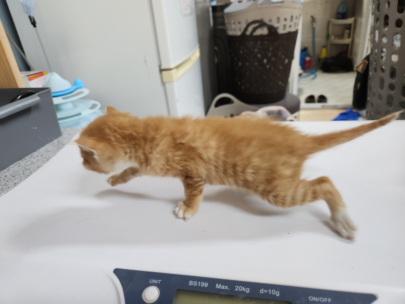 한국 고양이 이미지 파일 입니다.