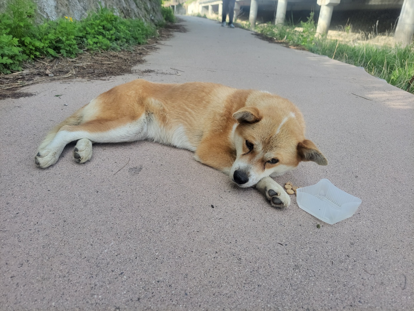 믹스견 이미지 파일 입니다.