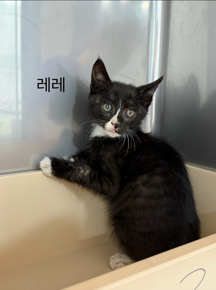 한국 고양이 이미지 파일 입니다.