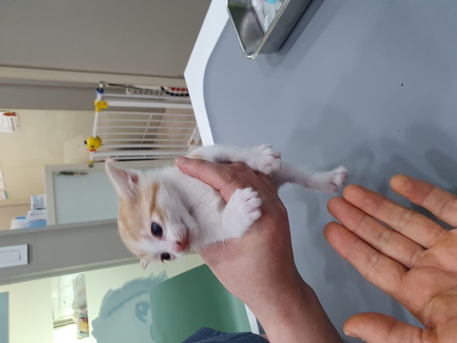 한국 고양이 이미지 파일 입니다.