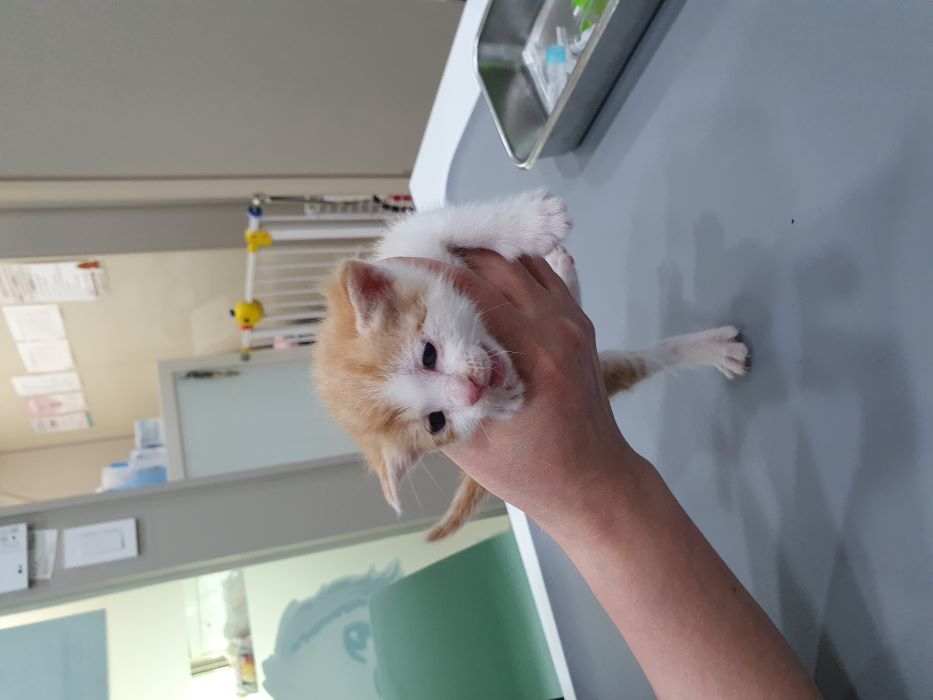 한국 고양이 이미지 파일 입니다.