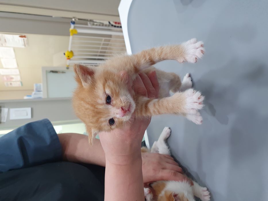 한국 고양이 이미지 파일 입니다.