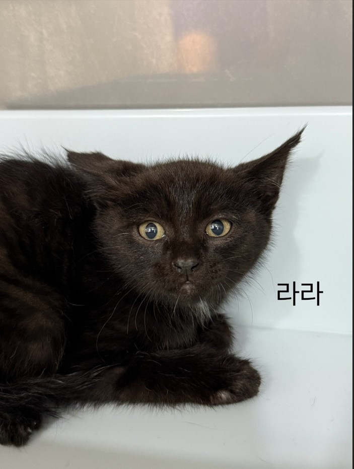 한국 고양이 이미지 파일 입니다.