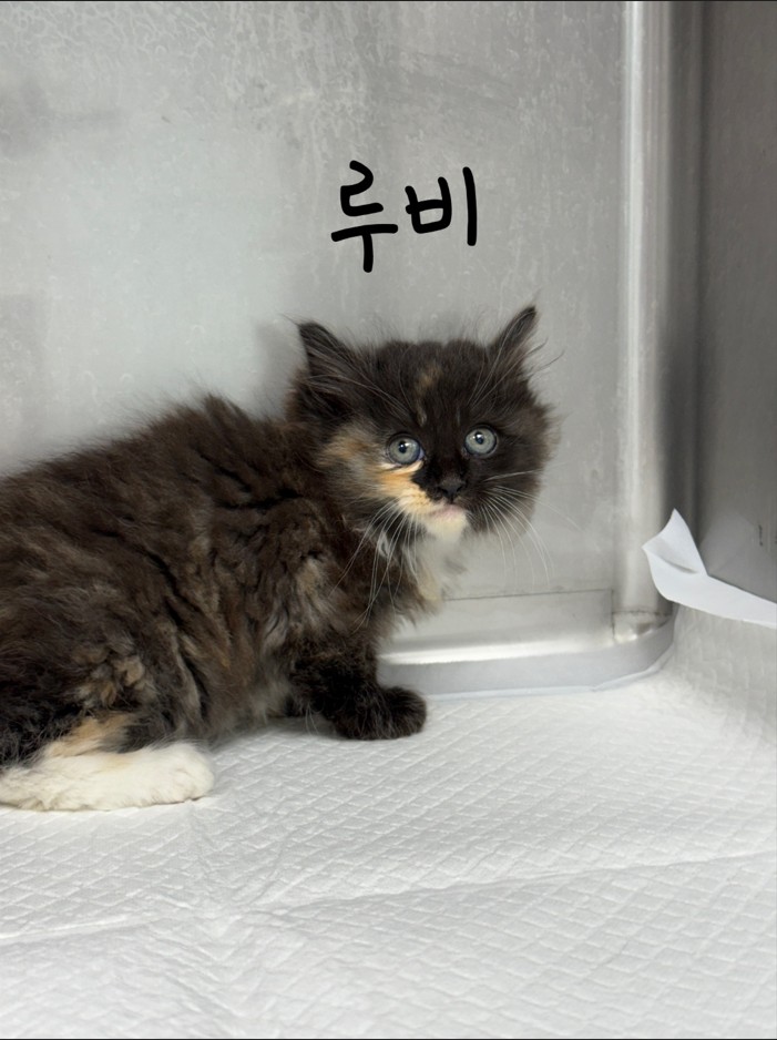 한국 고양이 이미지 파일 입니다.