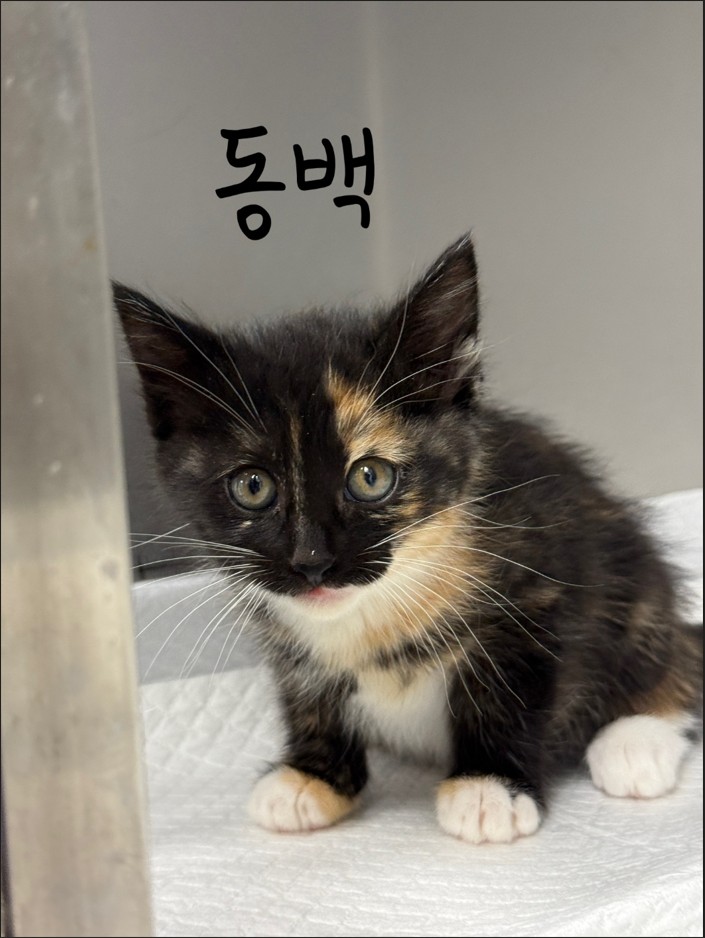한국 고양이 이미지 파일 입니다.