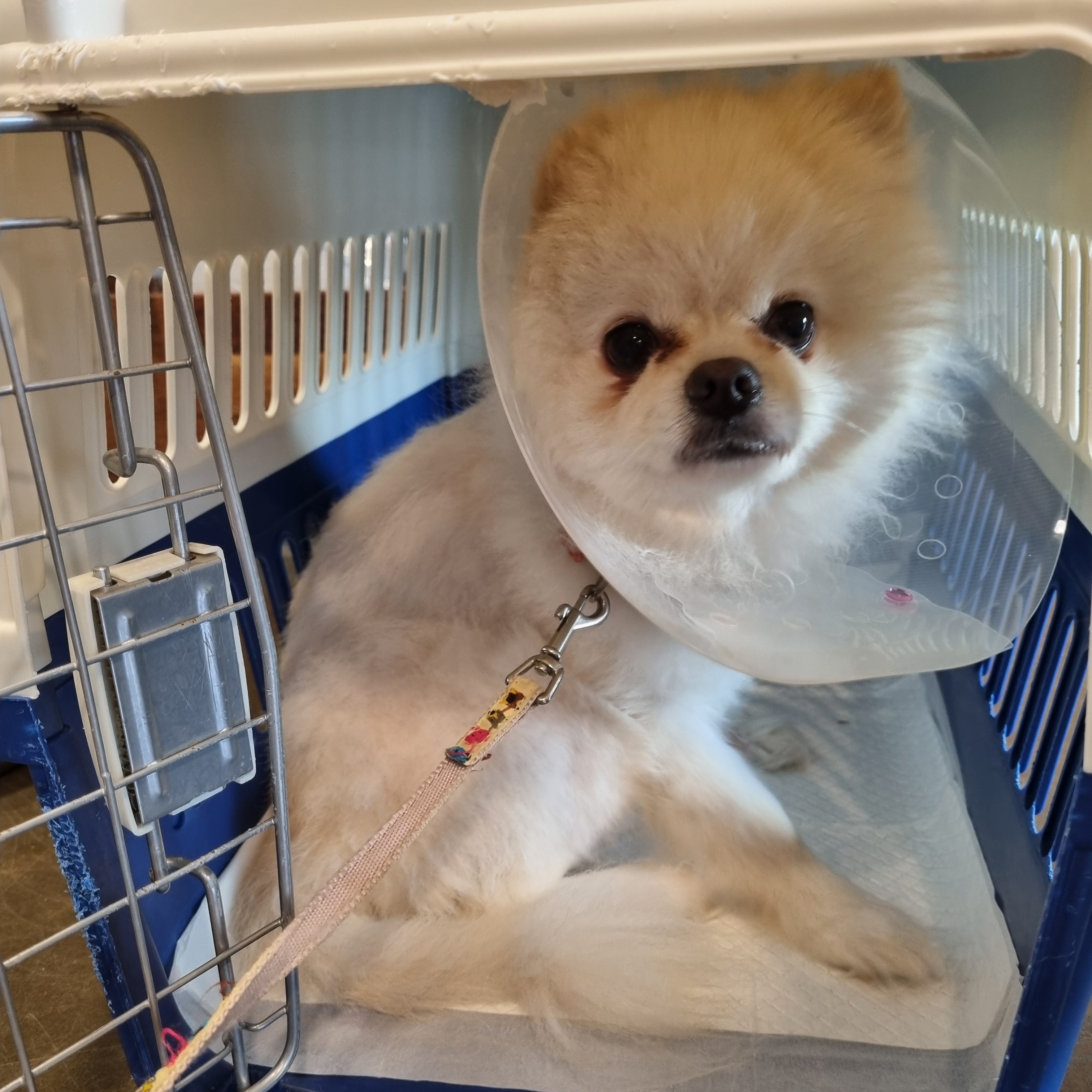 포메라니안 이미지 파일 입니다.