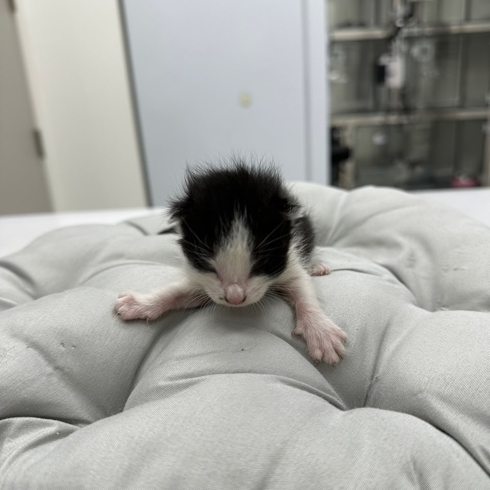 한국 고양이 이미지 파일 입니다.