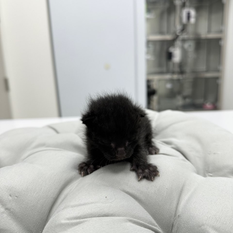 한국 고양이 이미지 파일 입니다.